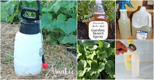 best pesticide for vegetable garden