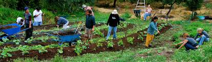 garden volunteer