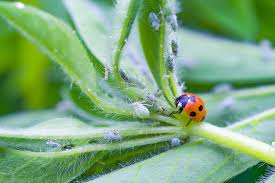 natural pesticide for aphids