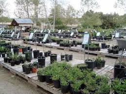 plant nursery
