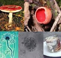 fungi