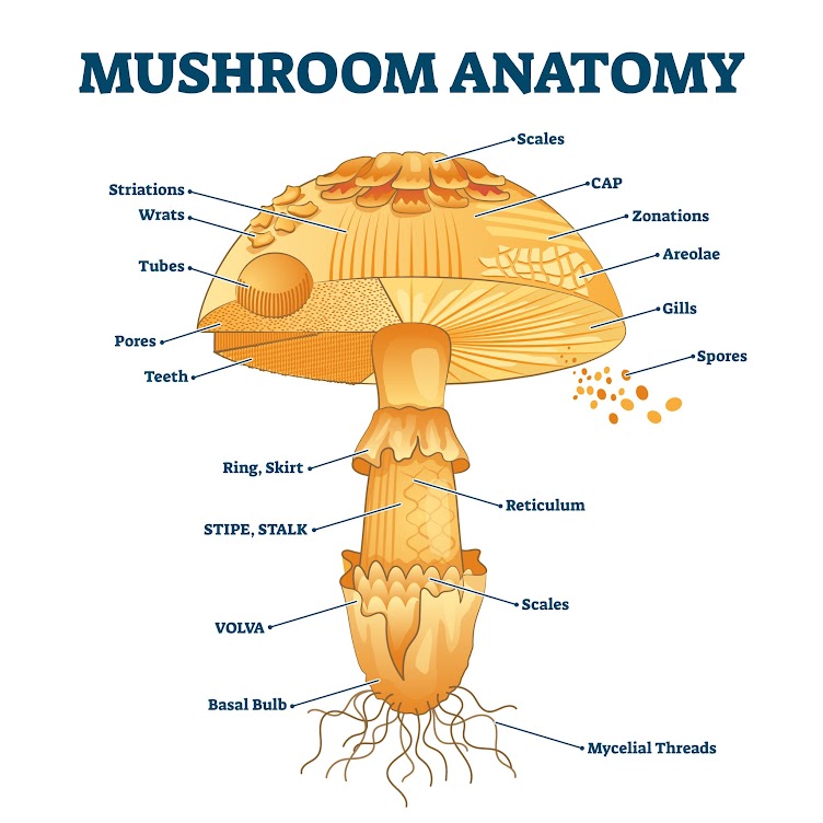 fungus