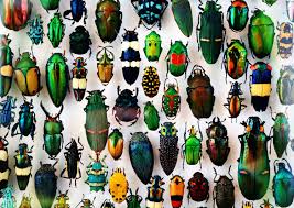 species