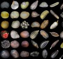 seeds